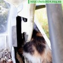 나진카센타 이미지