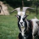 G.O.A.T 이미지