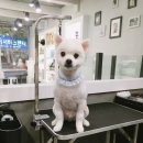 해피그루밍 이미지