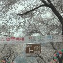 다원잔치국수 | 하동 당일치기 코스 총정리 , 벚꽃거리 쌍계사 삼성궁 하루 여행 후기