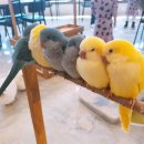 리프패럿 이미지