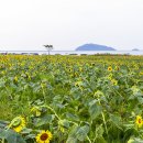 난정리(해바라기정원) 이미지