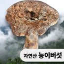 [송원능이] 자연산 능이버섯 냉동 백숙재료