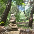 고요한 숲 이미지