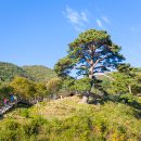 지리산 천년송 이미지