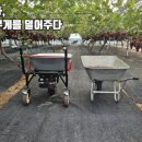 여성농업인 농기계 지원 후기, 동력운반차와 베니바라드 당도 이야기