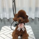 펫살롱케이 이미지