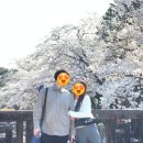 태평3307-16 ~ 3307-19, 3307-11 | 충북 속리산 벚꽃 아직 만개 전 구경 못하신 분들 속리산으로 가세요🤍