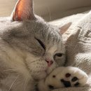 시니어 동물병원 | [후기] 고양이 친화 동물병원 | 노원온동물병원 8살 스코티쉬 고양이 건강검진 후기