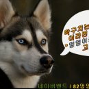 멍멍이 클럽 이미지