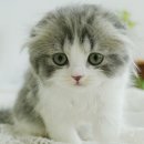 My Love Cat(마이러브캣) 네이버블로그