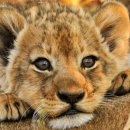 크린랜드 | 제일 어린 새끼 사자 CUB옵션 추가 공지! (라이온 랜드 푸켓)