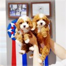 유어라운지 | 골든두들 미니골든두들 분양 후기 유어펫