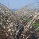 농부의 정원 이미지