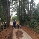 상창농장 | 제주도. 감귤따기체험! 상창농장