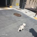 찰스앤에디 | 새솔동 애견수영장이 있는 애견카페 첫방문!!! &#34;찰스앤에디&#34; 후기랍니당