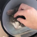 하단오거리 동물의료센터 이미지