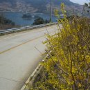 개나리길 이미지