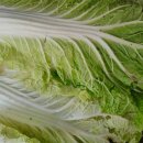 김치 담그다 깜짝… 배추 잎에 박힌 &#39;까만 점&#39;의 놀라운 정체 이미지