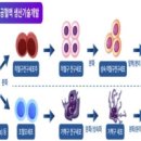 [2025 DAILY PICK 제132호] '세포기반 인공혈액, 임상 시험 가능…혈액 대체 길 열려' 등 이미지