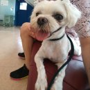 맑은숲동물병원 이미지