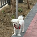 개스트살롱 | 9월 마지막 주 일상 공유♡ - 드디어 취업, 아이앱, 강아지 미용 추천