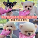 주름이 애견미용타운 | 부천/상동 탑애견미용학원*100%실견 펫미용반 추천[내돈내산]
