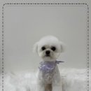 춘복살롱 이미지