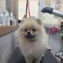 놀러와캣독 이미지