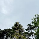보랏빛 등꽃 향기와 영산홍 여행. 당진, 예산, 청양 (25.05.03) 이미지