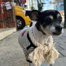 도도펫 | 부산강아지분양 도도펫 안전하고 검증된 곳