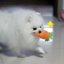 뽀미 이미지
