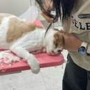 이쁘면다냥 이미지