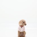 마이펫30 이미지