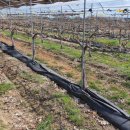 화동농장 이미지