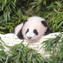 판다바구니 이미지