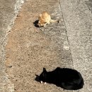 해뜨는집 민박 이미지