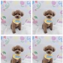 하늘펫살롱 이미지