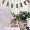온정 | 강아지 생일파티 용품 청주 강아지 생일상 온정테이블 후기