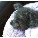 엄마손 동물병원 이미지