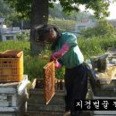 지경벌꿀 이미지