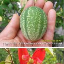 폴리아 이미지