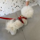 미식견의 주방 이미지