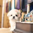 우리 집 복덩이, 화성강아지분양 성공 후기! 🐶