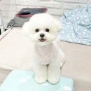 까리하개 이미지