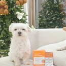 민들레동물병원 | 강아지 기관지영양제 거위소리 기침 임상완료 펫생각 브레스프로 후기