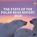 류준열은 잘못없다…북극곰 개체수는 증가중 [취재메타] 이미지