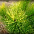 황금소나무 이미지