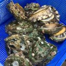 완도미성전복 | 여수 전복 완도미성전복