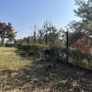 댄싱도그 이미지